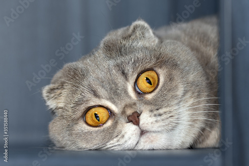 The Scottish Fold cat put his head on the floor and is sad.