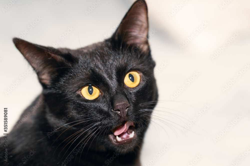 Portrait of a black cat with his mouth ajar against a light background