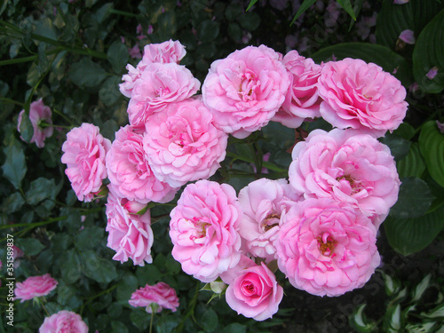 light pink flowers of decorative roses