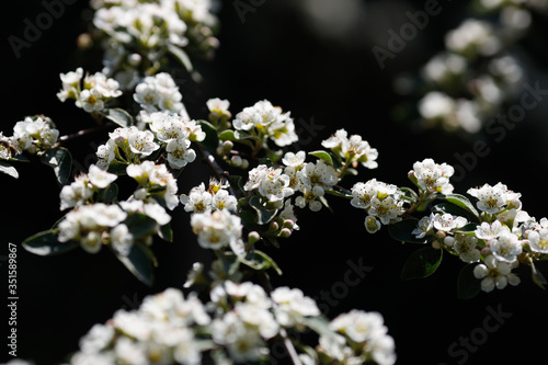 Weiße Blüten in Frühlingssonne vor dunklem Hintergrund