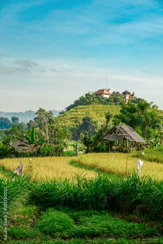 View of the ripened rice fields with flags and a scarecrow, a shack and a temple on a hilltop.