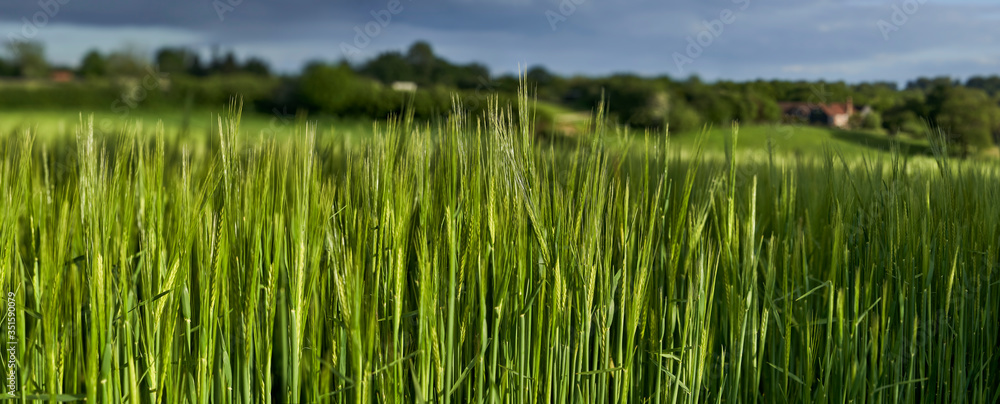Wheat Field Wheat Field