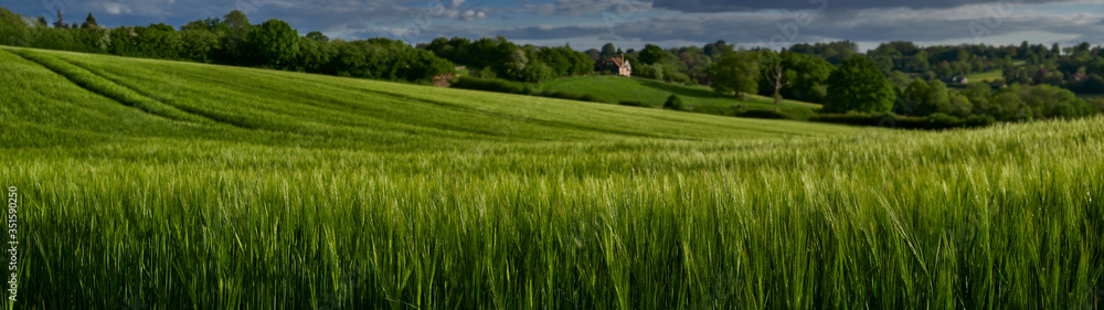 Panoramic view of wheat growing in farmers field Panoramic view of wheat growing in farmers field