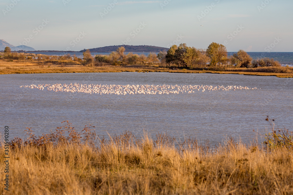 Huge flock of pelicans are resting on shoal at Lake Karatza Dimou Aigeirou near village of Fanari, Xanthi region in Northern Greece, sunny late autumn afternoon. shallow selective focus