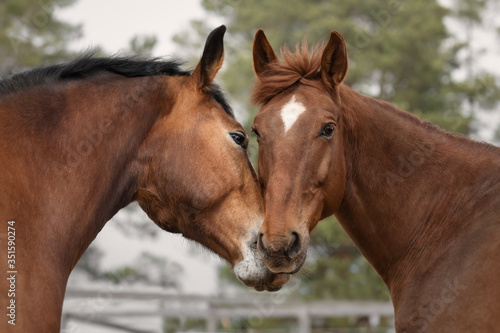 Horse love and friendship