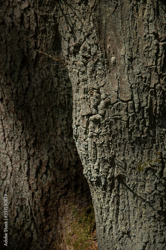 Forest Sleenerzand. Sleen. Schoonoord Drenthe Netherlands. Tree stem. Oak and pine photo