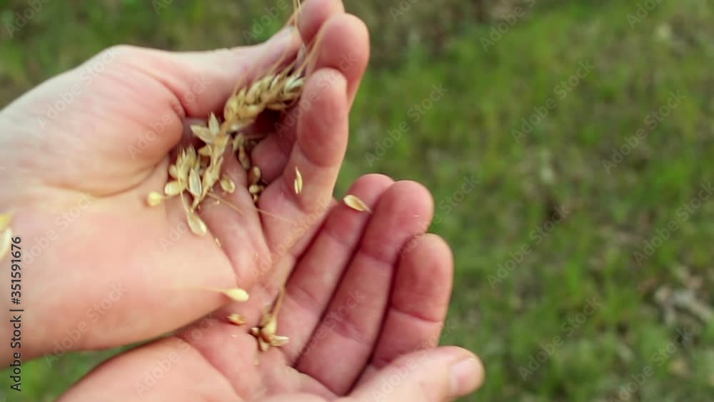 A farmer separates grains of wheat from the husk.An agronomist examines a wheat ear. Closeup of a farmer's hand separating wheat grains from the husk. Man's hands check the quality of spikelet wheat . A farmer separates grains of wheat from the husk.An agronomist examines a wheat ear. Closeup of a farmer's hand separating wheat grains from the husk. Man's hands check the quality of spikelet wheat .