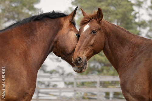 Horse love and friendship