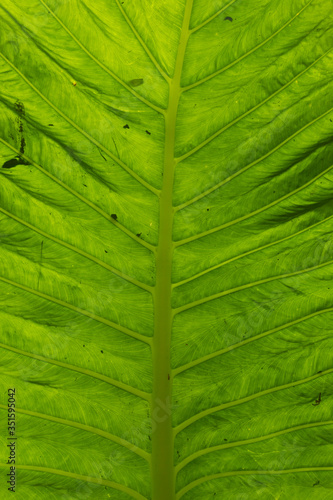 A huge heart-shaped leaf of the species Colocasia esculenta grows on the way to the famous Sewu Falls. photo