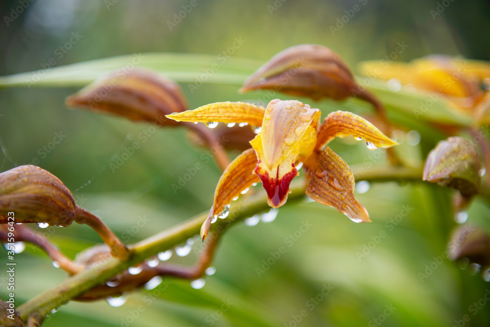 Cymbidium aloifolium orchid flower in the wild Cymbidium aloifolium orchid flower in the wild