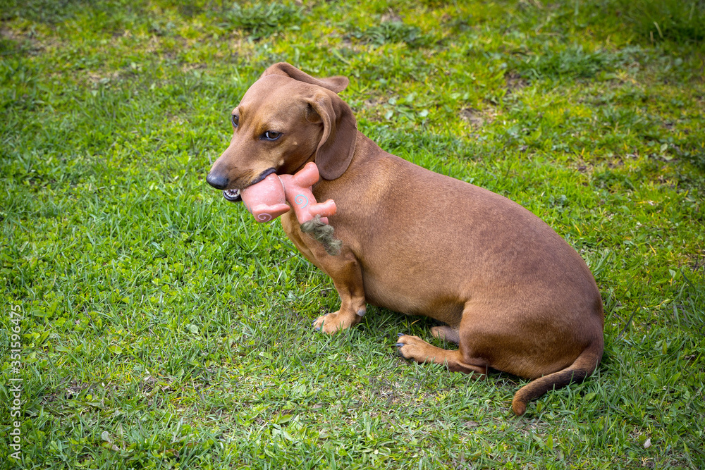 Brown dachshund dog of three years old is waiting for his owner on green field with flower background. Cute dog.