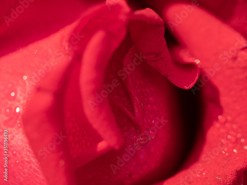 red rose flower with rain drops close up