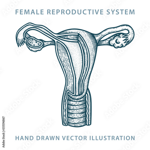 Woman anatomy. Female reproductive system hand drawn vector illustration. Female medical sketch drawing. Part of set. 