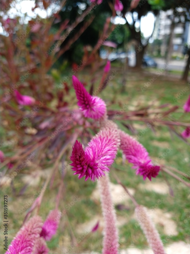 Obraz premium purple flowers in the garden