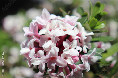 Fotografie Closeup of pink and white flower cluster on daphne bush
