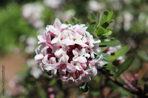 Obraz na plátně Closeup of pink and white flower cluster on daphne bush