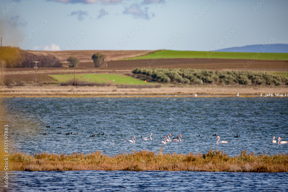 Lake Vistonida near Porto Lagos, Northern Greece, flock of several amazing pink flamingos floating on the water, shallow focus depth of field