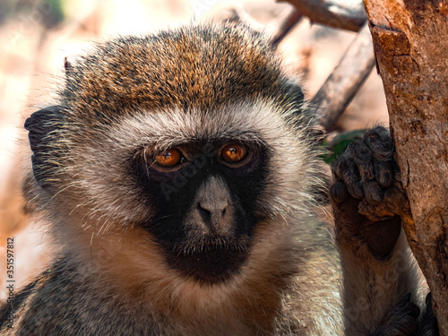 Canvas Print Portrait singe Vervet Safari Tanzanie