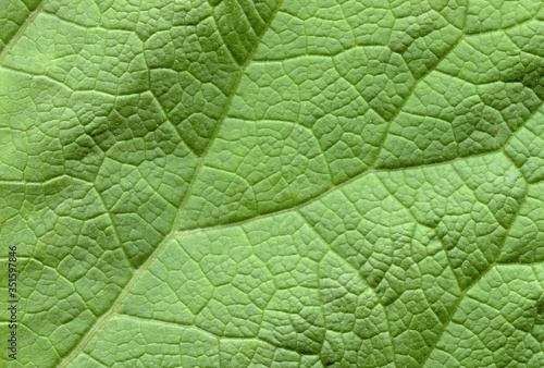 Leaf texture pattern ,texture of green leaves