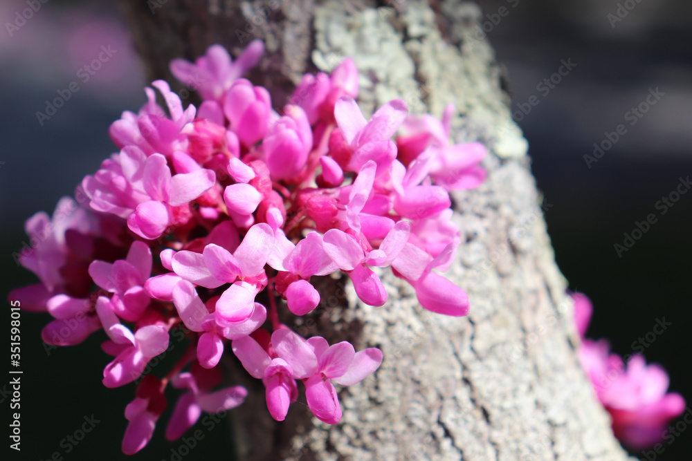 Obraz premium Closeup of cluster of small pink flowers on major branch of blooming redbud tree