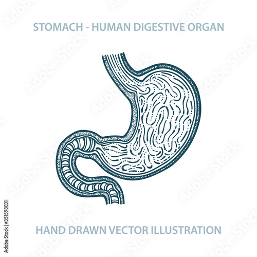 Stomach hand drawn vector illustration. Human stomach anatomy sketch drawing. Vintage style stomach drawing. Part of set. 