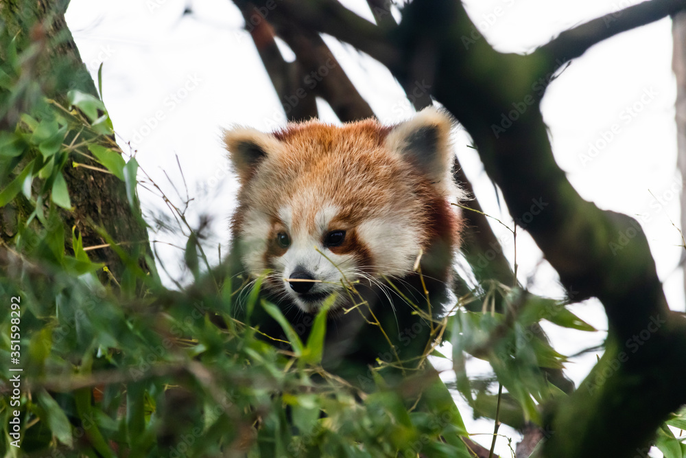Naklejka premium red panda eating bamboo