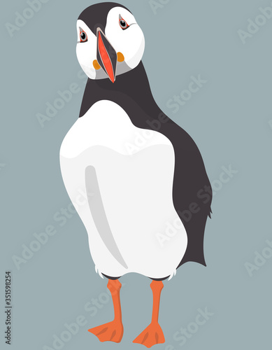 Atlantic puffin front view. Northern bird in cartoon style.