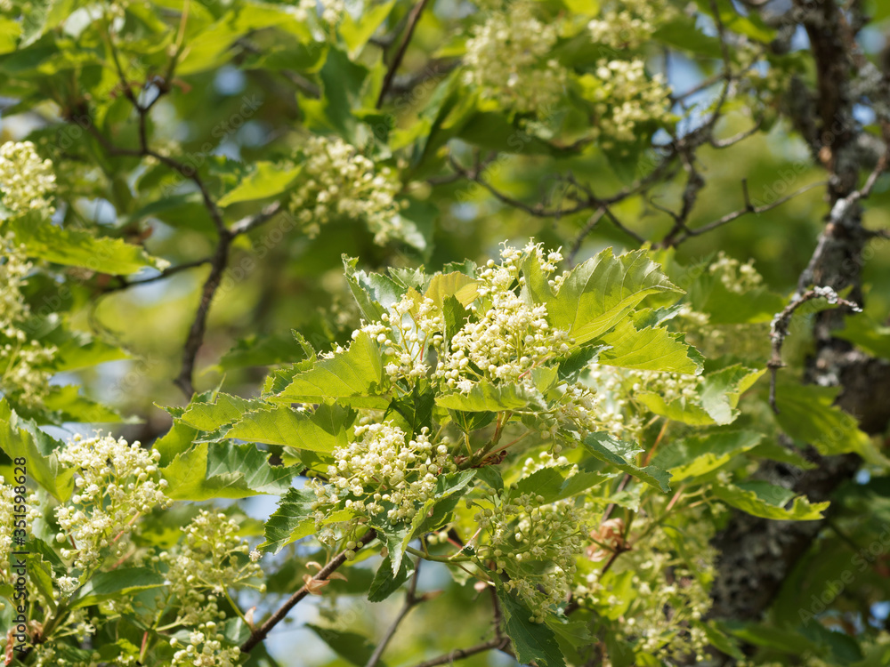 (Acer tartaricum) Érable de Tartarie ou érable du fleuve Amour aux panicules de fleurs blanc