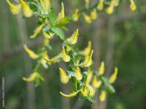 White Willow or Salix Alba blooms on a sunny day in springtime.