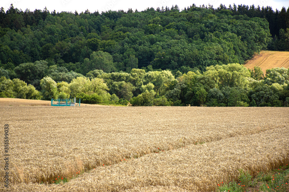 Golden wheat field landscape
