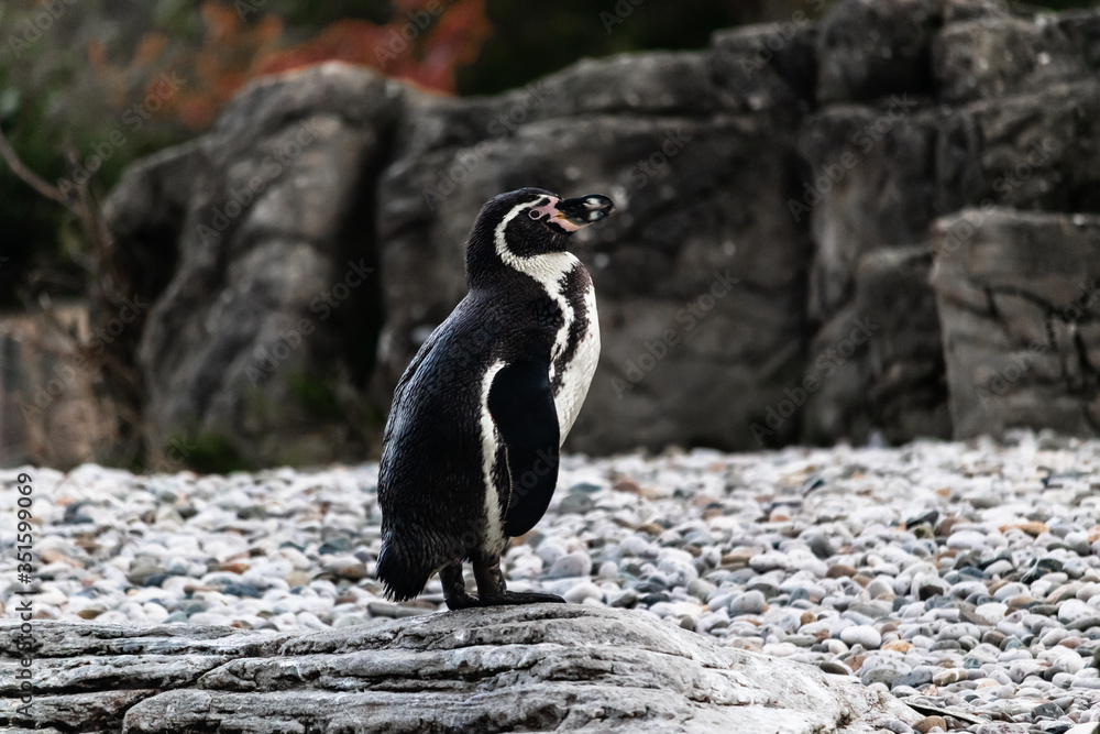Fototapeta premium penguin in the zoo