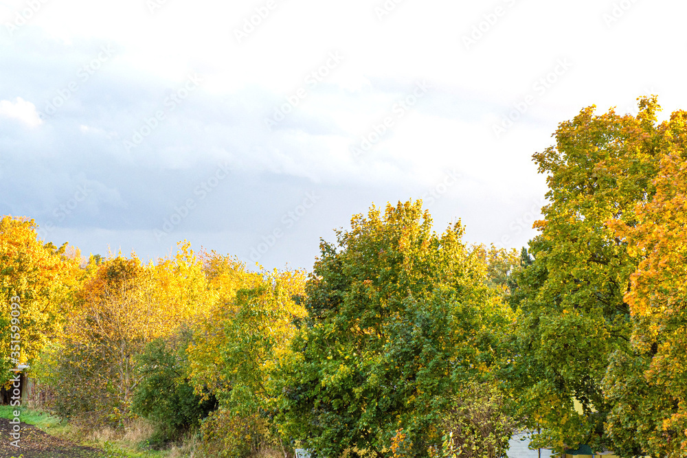 Autumn landscape golden trees with clear sky