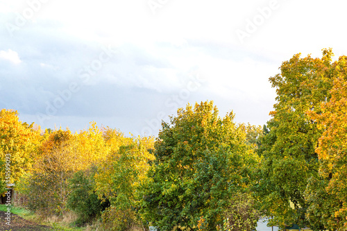 Fototapeta Naklejka Na Ścianę i Meble -  Autumn landscape golden trees with clear sky