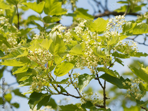 (Acer tartaricum) Érable de Tartarie ou érable du fleuve Amour aux panicules de fleurs blanc-crème, au feuillage dense, découpé vert brillant, plus clair au revers photo