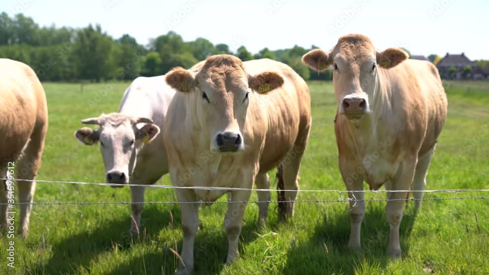 4k brown cows looking at the camera at sunset, standing on green grass. 4k brown cows looking at the camera at sunset, standing on green grass.