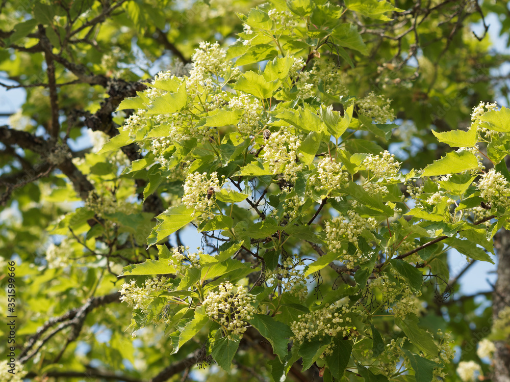 Acer tartaricum Érable de Tartarie ou érable du fleuve Amour au feuillage trilobé vert
