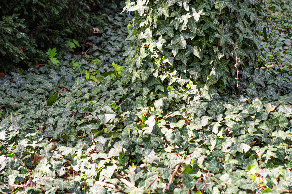 Obraz premium Spring white flowers in nature