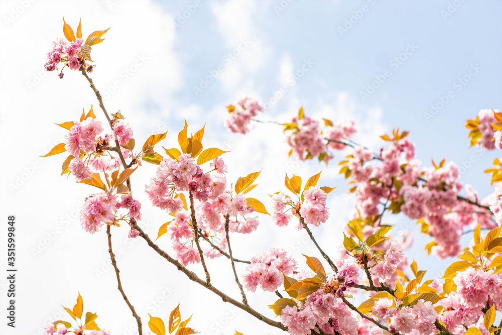 Pink blooming branches with blue sky