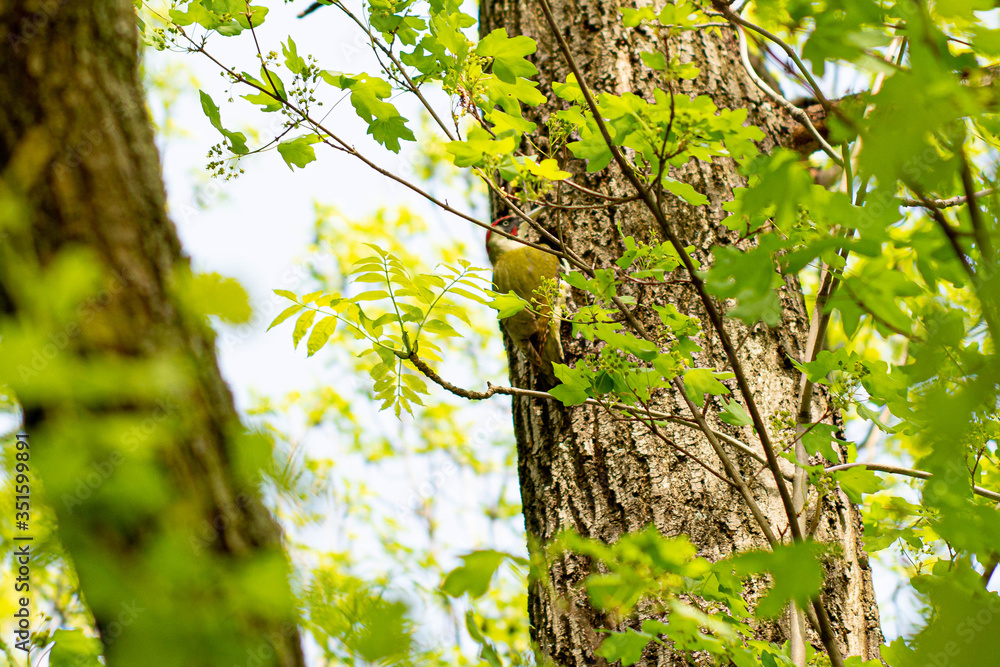 Woodpecker among tree branches in summer nature Woodpecker among tree branches in summer nature