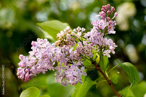 Beauty of blooming lilac in nature