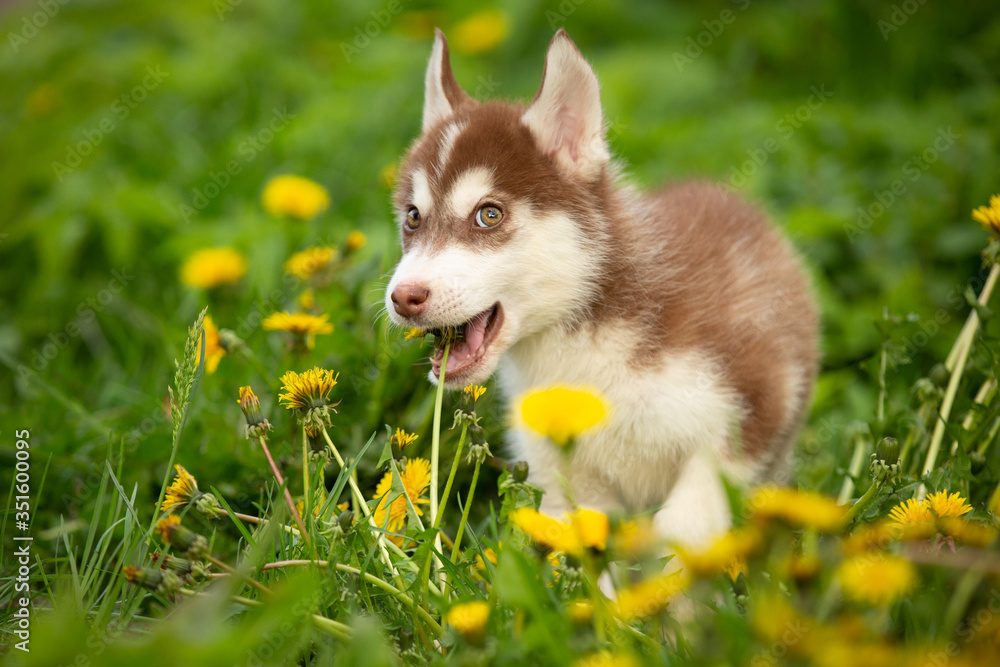 husky puppy siberian dog outdoor in spring husky puppy siberian dog outdoor in spring