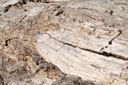 Wallpaper Mural Alter getrockneter Holz Baumstamm Torontodigital.ca