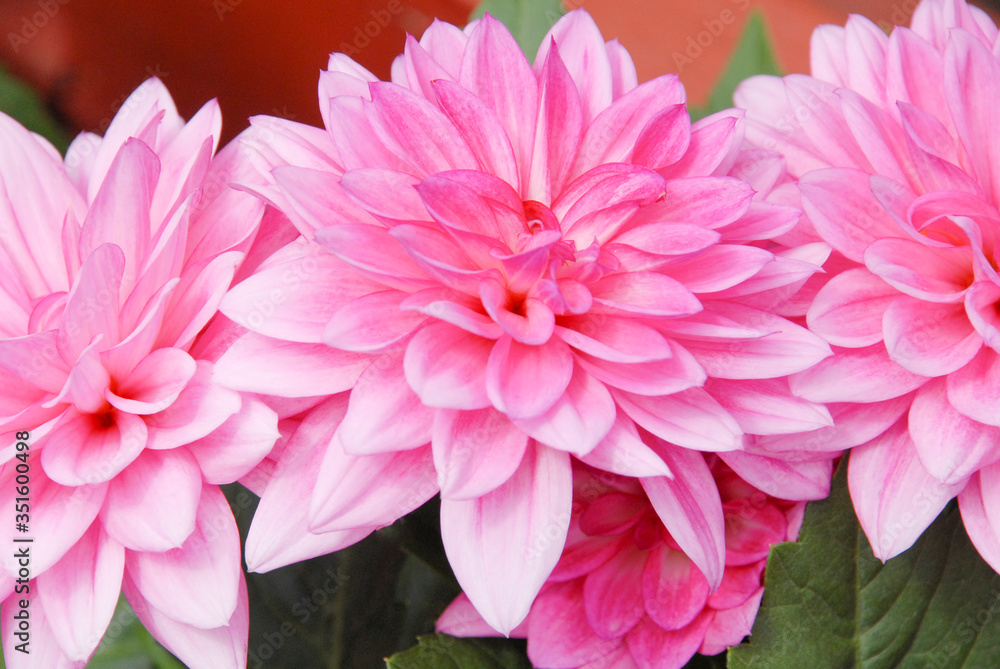 Pink dahlia flowers blooming in a spring garden. Springtime flower