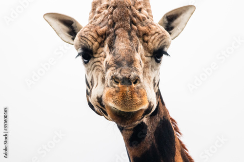 giraffe head close up © Tim