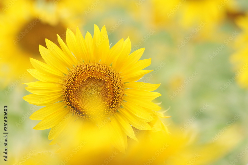 Flower Sun Flower Yellow Big Size Flower Sun Flower Yellow Big Size