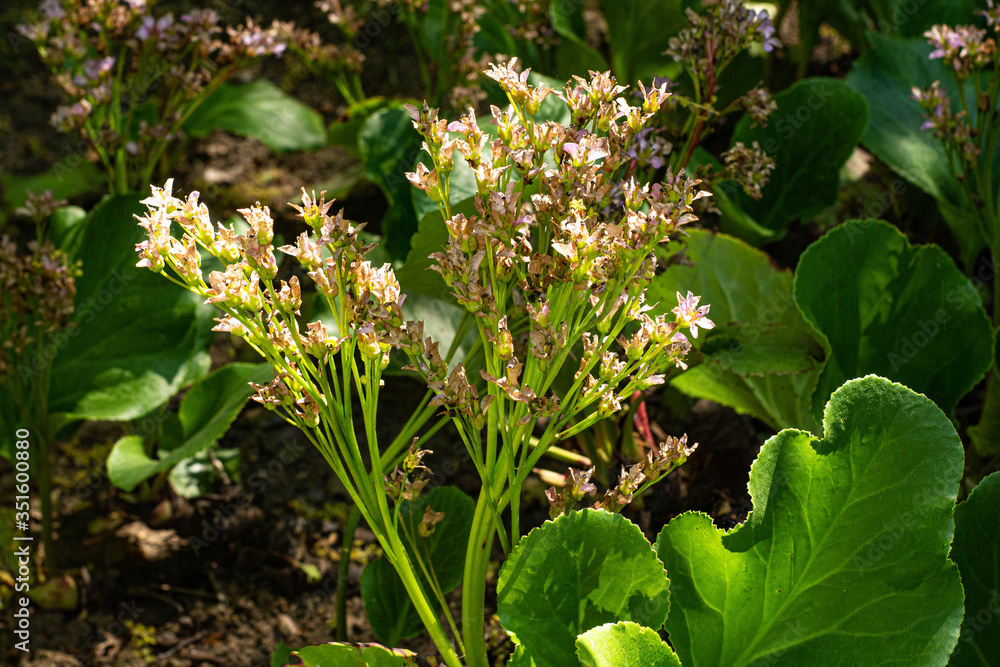 Obraz premium Spring small blossoming in macro