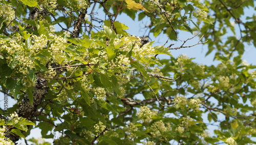 Acer tartaricum | Érable de Tartarie ou érable du fleuve Amour au feuillage trilobé vert brillant aux panicules dressées de petites fleurs jaune et blanc-crème parfumées