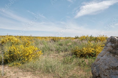 Heide Landschaft mit gelben Blumen