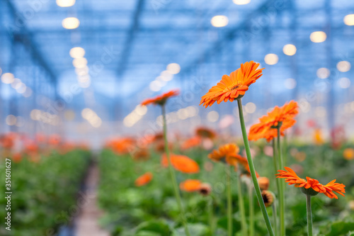 Orange Gerbera flower on a blurred background greenhouses. Production and cultivation of flowers.Gerbera Plantation. Transvaal Daisy.