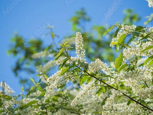 Blooming bird cherry on a bright sunny day. Natural background